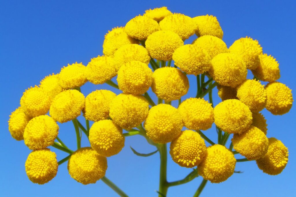 Blue Tansy - what is blue tansy